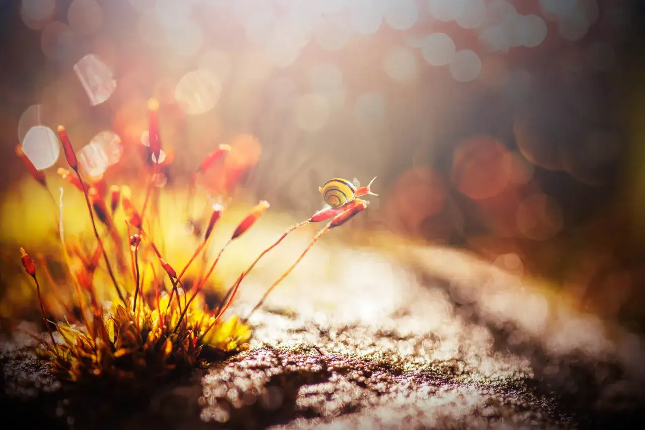 Mały ślimak wspina się po łodyżce mchu, otoczony magicznym bokeh światła.